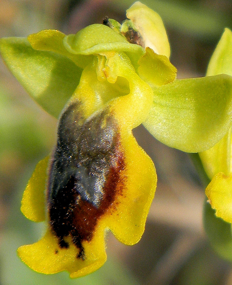 Orchidea della corsica